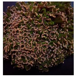 Euphyllia ancora (Special Colored) | LPS stony coral | Akva…