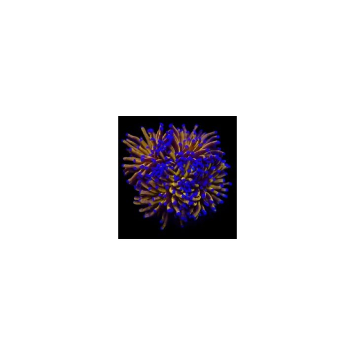Euphyllia cristata (Gold Torch) | LPS stony coral | Akvaari…