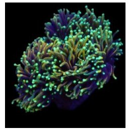 Euphyllia glabrescens (Dragon Soul) | LPS stony coral | Akv…