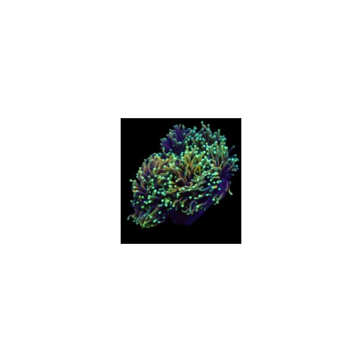 Euphyllia glabrescens (Dragon Soul) | LPS stony coral | Akv…