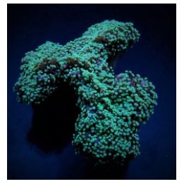 Euphyllia divisa (Green) | LPS stony coral | Akvaariokeidas