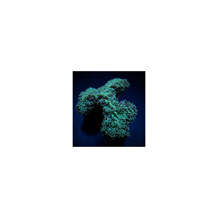 Euphyllia divisa (Green) | LPS-kivikoralli | Akvaariokeidas