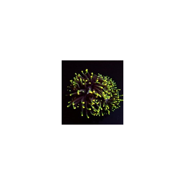 Euphyllia glabrescens (Rasta) | LPS-kivikoralli | Akvaariok…