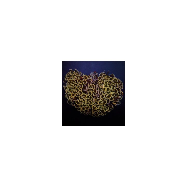 Euphyllia ancora (Orange-Yellow) | Akvaariokeidas
