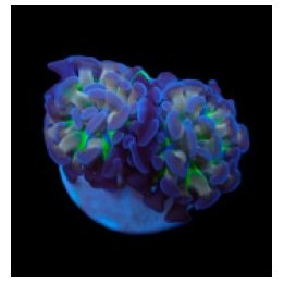 Euphyllia paraancora (Voodoo Child) (p/h) | LPS-kivikoralli…