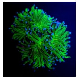 Euphyllia glabrescens (Reverse Holy Grail) | LPS stony cora…