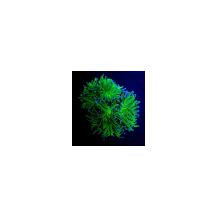 Euphyllia glabrescens (Reverse Holy Grail) | LPS-kivikorall…