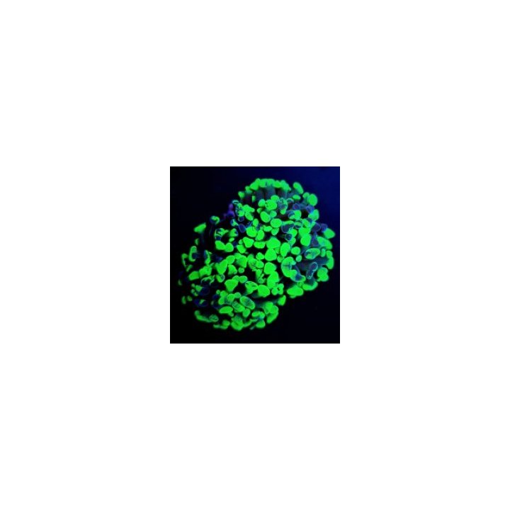 Euphyllia paraancora (Green) (Ultra) | LPS stony coral | Ak…