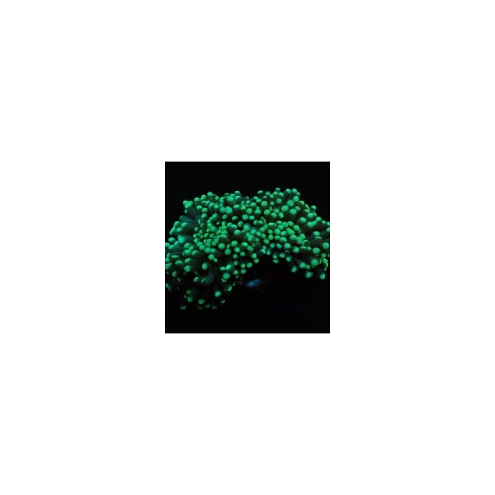 Euphyllia cristata (Green) (Premium) | LPS-kivikoralli | Ak…
