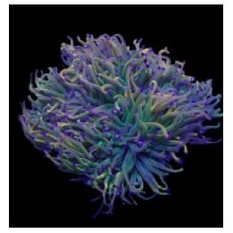 Euphyllia glabrescens (Rapunzel) | LPS stony coral | Akvaar…