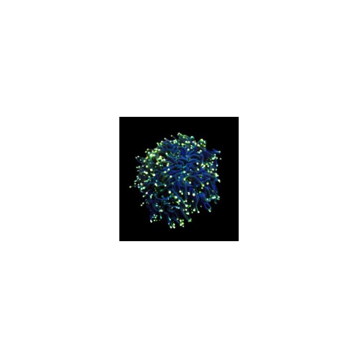 Euphyllia glabrescens (Black Torch) (p/h) | LPS-kivikoralli…