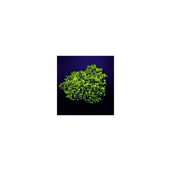 Euphyllia yaeyamaensis (Green) (Ultra) | LPS-kivikoralli | …