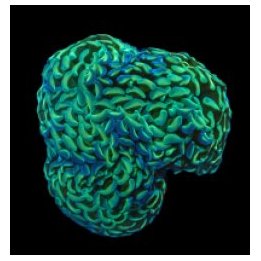 Euphyllia ancora (Green) | LPS stony coral | Akvaariokeidas