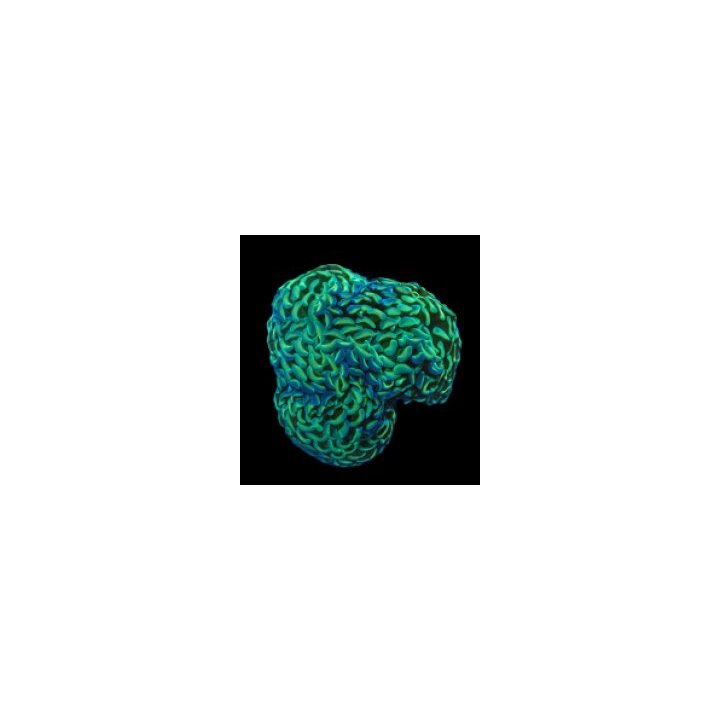 Euphyllia ancora (Green) (Premium) | LPS-kivikoralli | Akva…