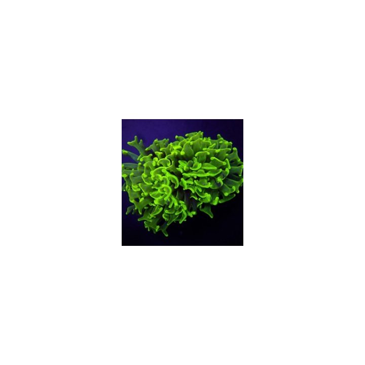 Euphyllia paraancora (Green) (Premium) | LPS-kivikoralli | …
