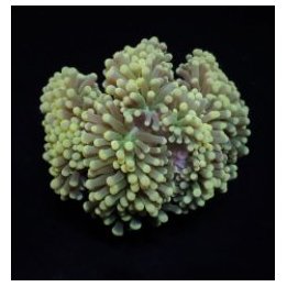 Euphyllia cristata (Premium) | LPS stony coral | Akvaarioke…