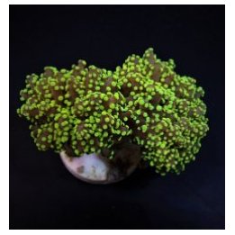 Euphyllia yaeyamaensis (Green) (Premium) | LPS stony coral …