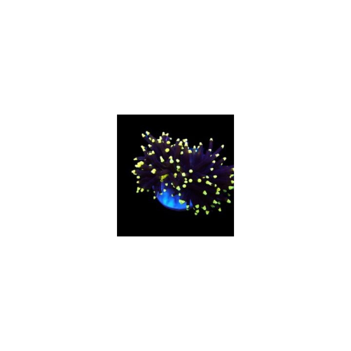 Euphyllia glabrescens (Gold Torch) (p/h) | LPS-kivikoralli …