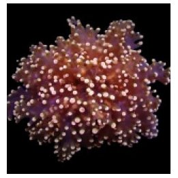 Euphyllia yaeyamaensis (Orange-Yellow) (p/h) | LPS stony co…