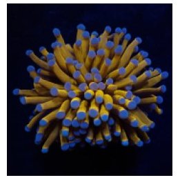 Euphyllia cristata (Joker) (p/h) | LPS stony coral | Akvaar…