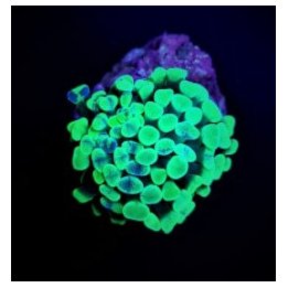 Euphyllia paraancora (Green) (price per head) Aust. | LPS s…