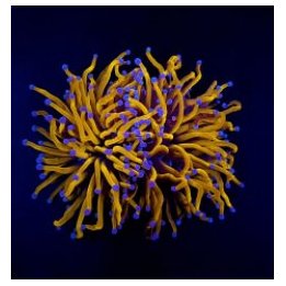 Euphyllia glabrescens (Gold torch) (Grade A) (p/h) | LPS st…