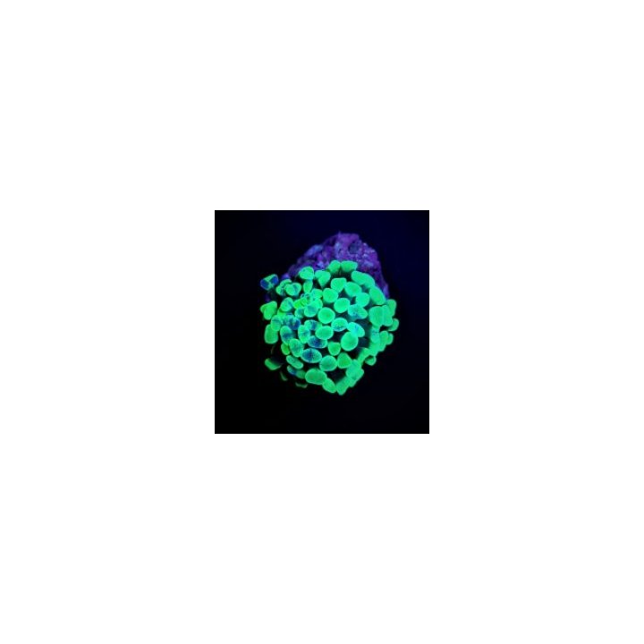 Euphyllia paraancora (Hologram) (p/h) | LPS-kivikoralli | A…