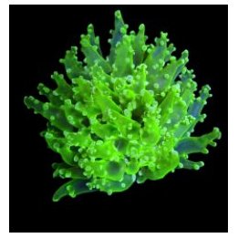 Euphyllia paradivisa (Green) (Premium) (p/h) | LPS-kivikora…
