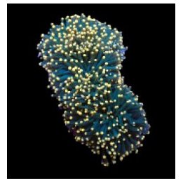 Euphyllia cristata (Greenish) (Orange Tip) (p/h) | LPS-kivi…