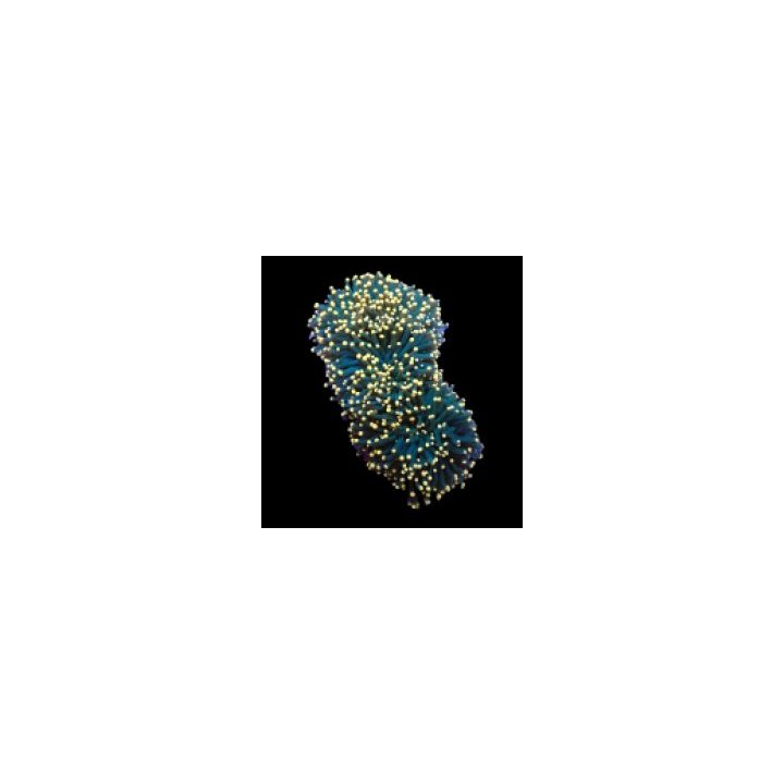 Euphyllia cristata (Greenish) (Orange Tip) (p/h) | LPS ston…
