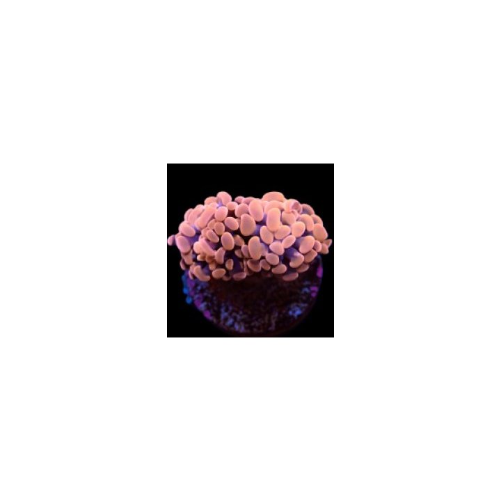 Euphyllia paraancora (Orange-Pink) (Premium)
