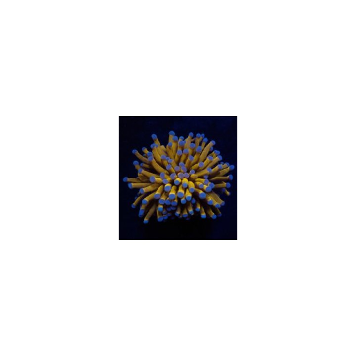 Euphyllia cristata (Green) (Premium) (p/h) | Akvaariokeidas