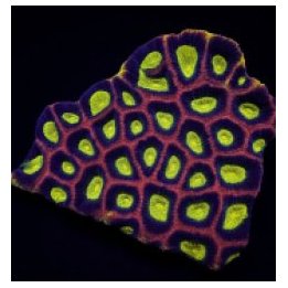 Favites complanata (Dragon Soul) | LPS stony coral | Akvaar…