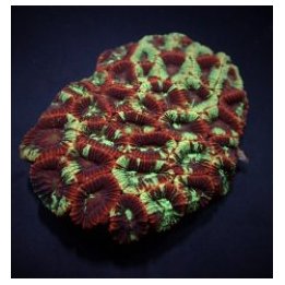 Favia spp. (Premium) | LPS stony coral | Akvaariokeidas