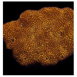 Leptastrea spp. (Premium) | LPS stony coral | Akvaariokeidas