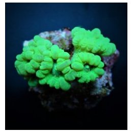 Caulastraea curvata (Green) | LPS stony coral | Akvaariokei…