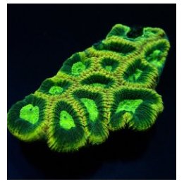 Favites complanata | LPS stony coral | Akvaariokeidas