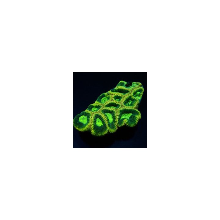 Favites complanata | LPS stony coral | Akvaariokeidas