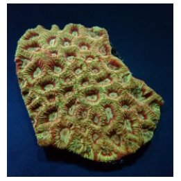 Favites spp. (Red) (Premium) | LPS stony coral | Akvaarioke…