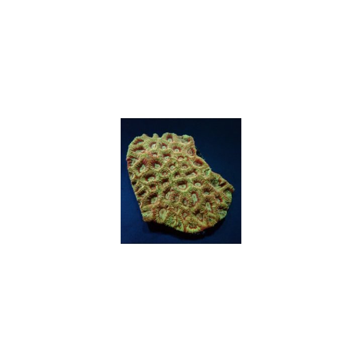 Favites spp. (Red) (Premium) | LPS stony coral | Akvaarioke…