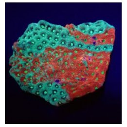 Favites pentagona (Premium) | LPS stony coral | Akvaariokei…