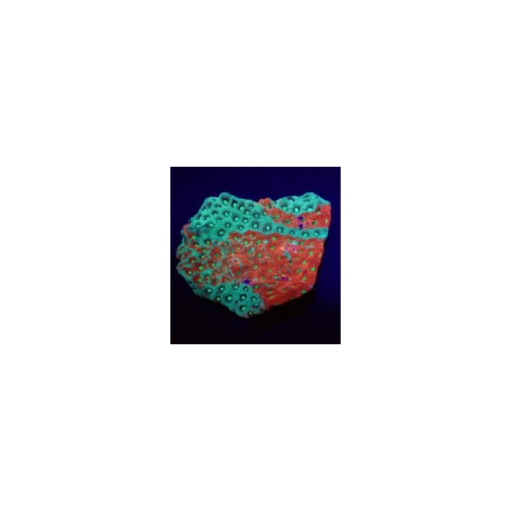 Favites pentagona (Premium) | LPS stony coral | Akvaariokei…