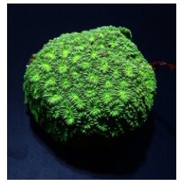 Favia spp. (Green) | LPS stony coral | Akvaariokeidas
