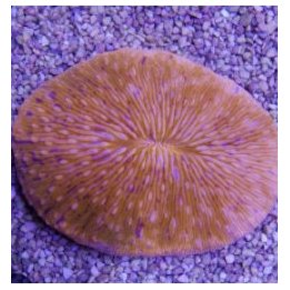 Fungia spp. (Oval Orange) | LPS stony coral | Akvaariokeidas