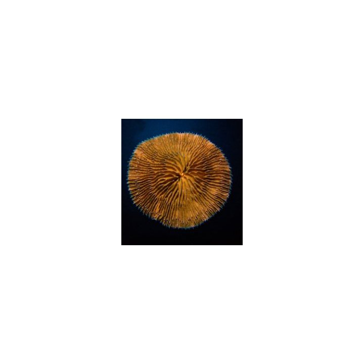 Fungia spp. (Orange) | LPS stony coral | Akvaariokeidas