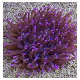 Heliofungia actiniformis (Purple) (Grade B) | LPS-kivikoral…