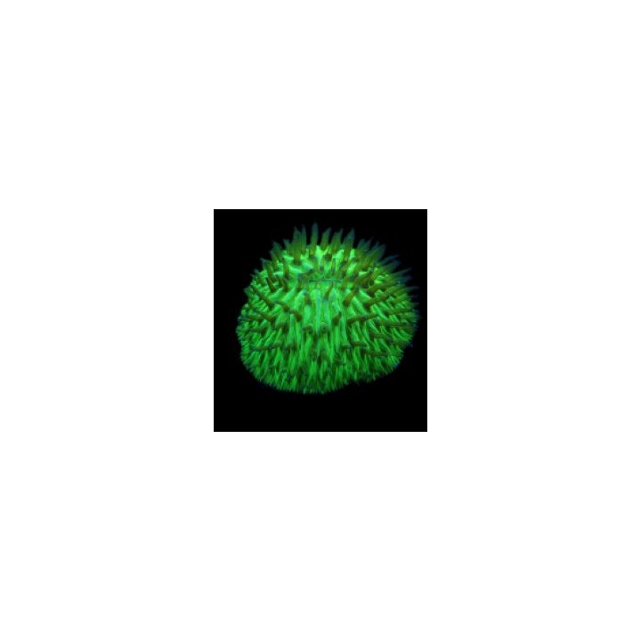 Fungia spp. (Green) | LPS stony coral | Akvaariokeidas