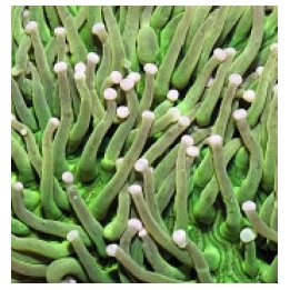 Heliofungia actiniformis (Green) | LPS stony coral | Akvaar…