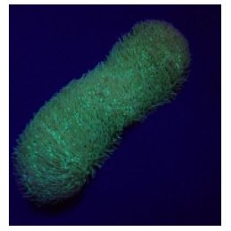 Polyphyllia talpina | LPS-kivikoralli | Akvaariokeidas