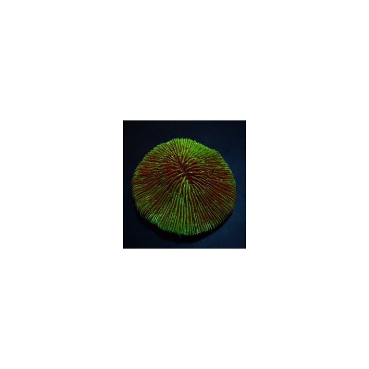 Fungia spp. (Green Edge) | LPS stony coral | Akvaariokeidas